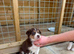 Border collie pups