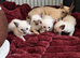 Pedigree,  registered,  outstanding pedigree lines  Tonkinese boys