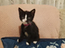 3 Lovely Kittens(Girls)<3 READY NOW!! Looking Forever Home