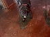 French bulldog needs a forever home
