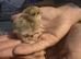 Partridge pekin bantam x silkie chicks