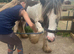 Hermits bred filly silver dapple tobiano
