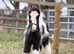 10* Loan Home for Mini Cob Foal