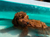 Cavapoo F1b