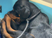 10 weeks old alpha Rottweiler Puppy