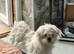 Stunning Japanese chin x maltese terrier designer Jatese puppy's