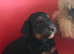 2 Girls, Bernedoodle 2nd Gen F1 Large standards.