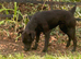 18 month old Patterdale Terrier