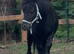 Brilliant kids Shetland gelding