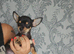 Chihuahua