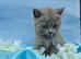 British shorthair blue boy ready to leave