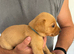 Beautiful litter of fox red Labrador puppies
