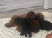 Toy poodle cross ship Tzu