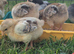 Wyandotte Chicks