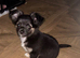 Beautiful fluffy Chihuahua Puppies