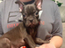 FRENCH BULLDOG PUPPIES FOR SALE FROM £1000