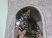 TICA Registered Bengal Kittens - 1 Girl & 1 Boy Available for reservation now. ️