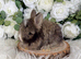 Vaccinated Pedigree English Angoras  xxx
