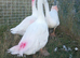 Geese for sale