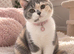 TICA Registered Rare Blue & Cream Tortie/White British Shorthair Girl