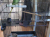 My parrot for sale woth cage