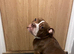 Cali the pocket bully