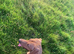 Labrador