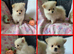 Pomeranian puppies ready now 2 males