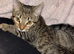 Female kitten