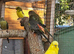 Mixed breading pair budgies
