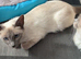 Ragamese siamese cross ragdoll