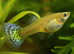 Mixed guppies 2-3 cm; Small size Endler guppy Fry. Fast delivery within mainland UK.