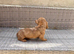 KC REG Long Haired Miniature Dachshunds