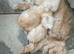 Beautiful Fluffy Persian &ndash; Ready to Reserve