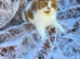 Cinnamon Tica reg British shorthair kittens