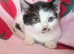 Very pretty kittens, wormed/flead/litter trained £80