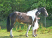 Striking Irish Gelding