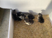 French Black Copper Maran Chicks