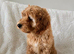 Beautiful golden Cockapoo female