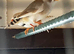 Young Zebra Finches
