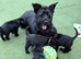 Giant Schnauzer Male