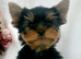 Mini mini Yorkshire Terrier pups