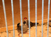 Strawberry + wax bill finches
