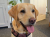 Golden Labrador