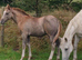 Quarter horse x appoloosa
