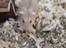 Russian dwarf hamster