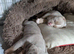 Old English bulldog