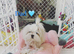 Korean Maltese Adult Boy