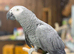 African Grey Parrot