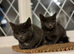 Stunning kittens only to loving homes